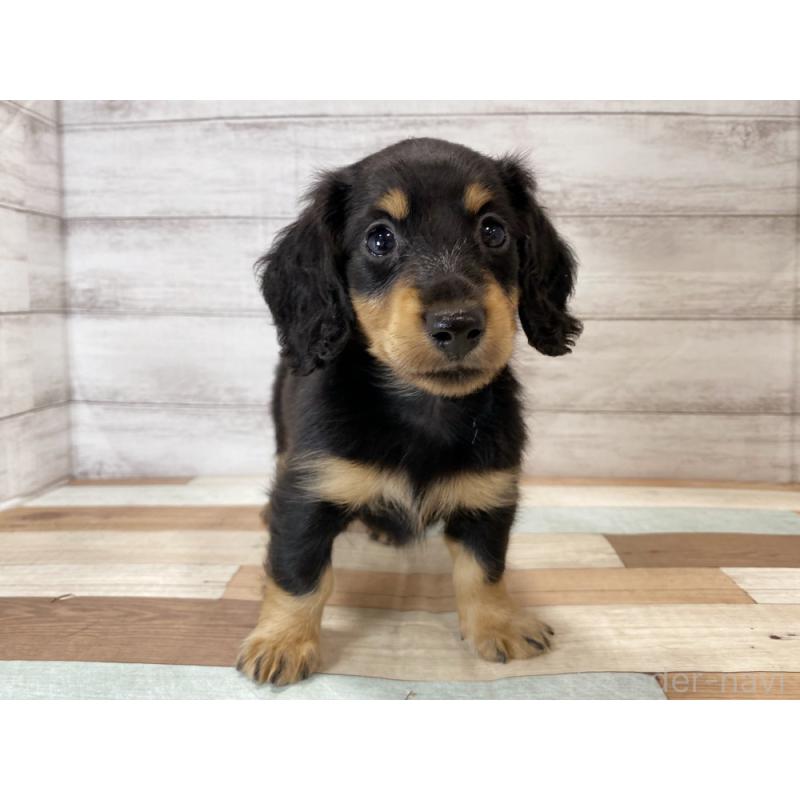 販売中の新潟県のミニチュアダックスフンド(ロングヘアード)-423019の4枚目