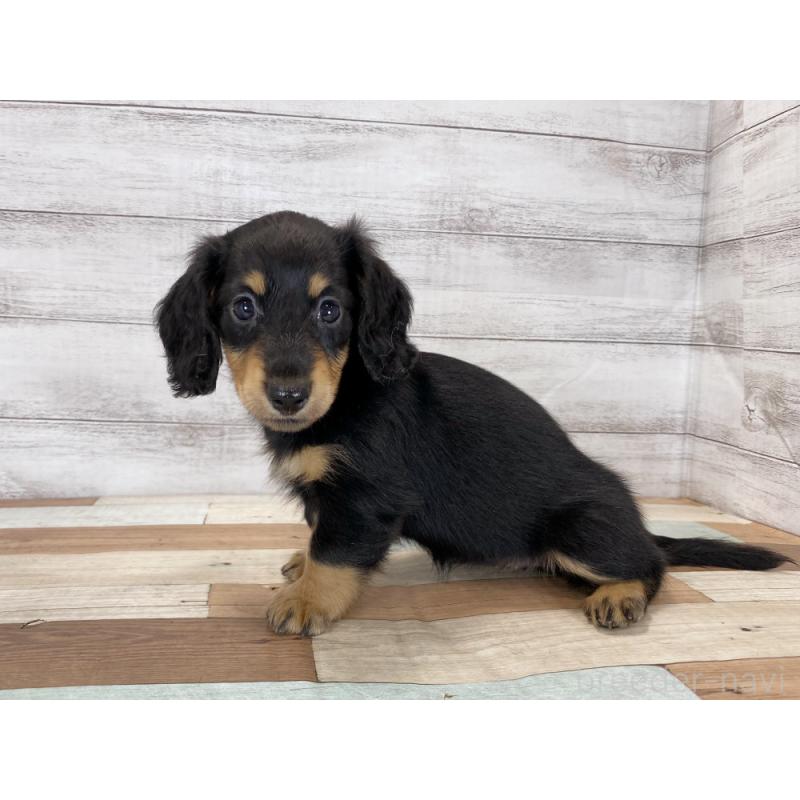 販売中の新潟県のミニチュアダックスフンド(ロングヘアード)-423019の2枚目