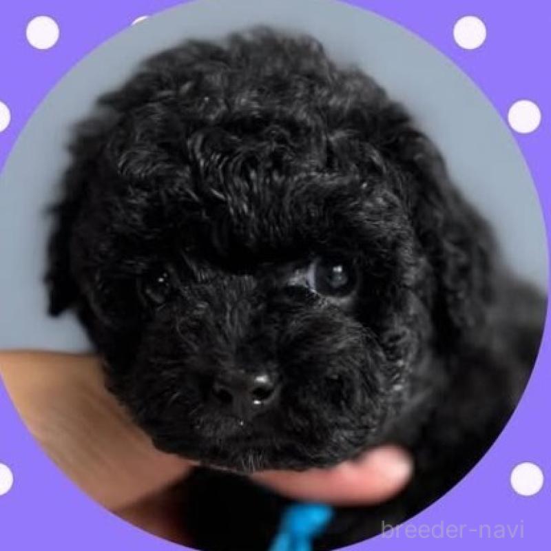 販売中の徳島県のタイニープードル-423020