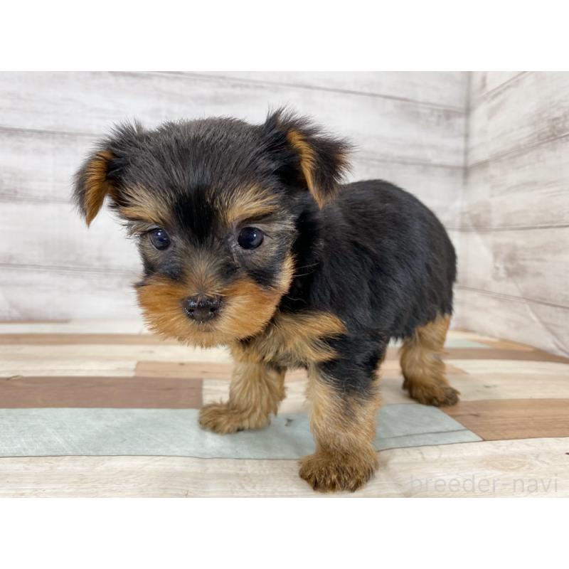 販売中の新潟県のヨークシャーテリア-423022の5枚目