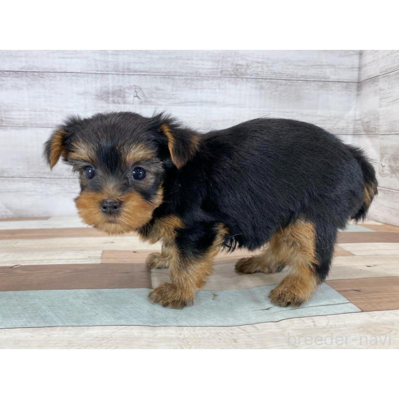 販売中の新潟県のヨークシャーテリア-423022の4枚目