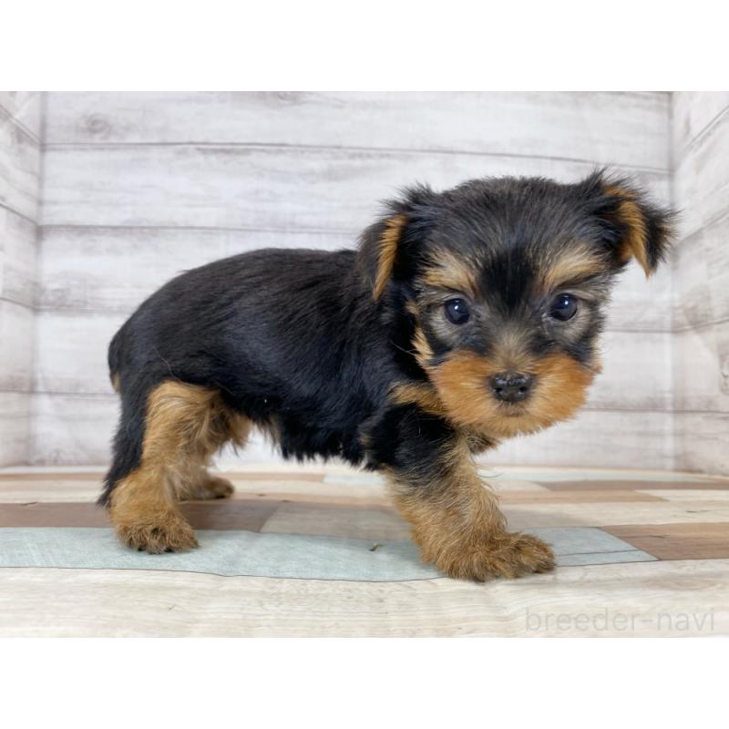 販売中の新潟県のヨークシャーテリア-423022の3枚目