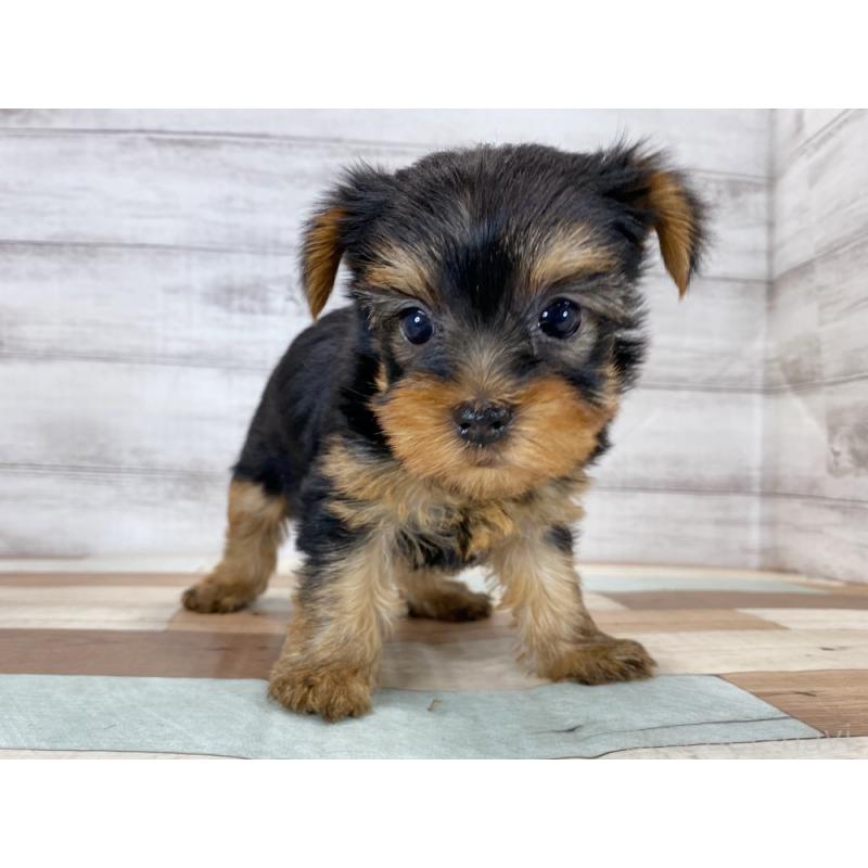 販売中の新潟県のヨークシャーテリア-423022の2枚目