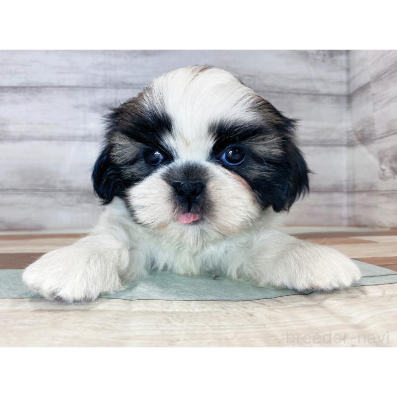 販売中の新潟県のシーズー-423023の5枚目