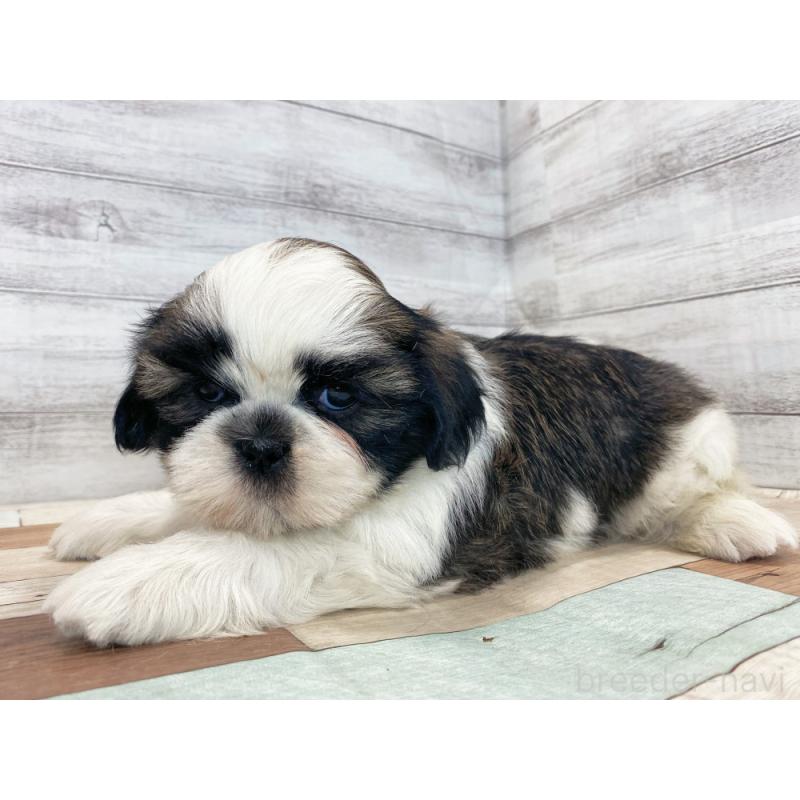 販売中の新潟県のシーズー-423023の4枚目