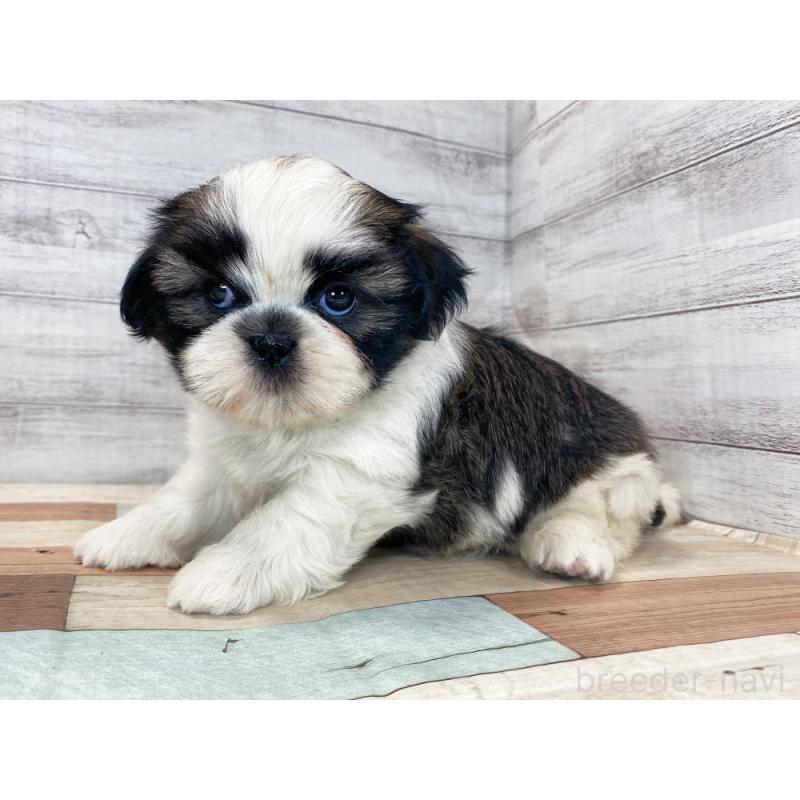 販売中の新潟県のシーズー-423023の3枚目