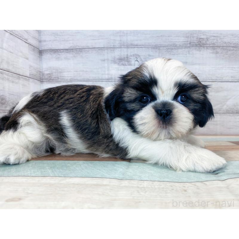 販売中の新潟県のシーズー-423023の2枚目