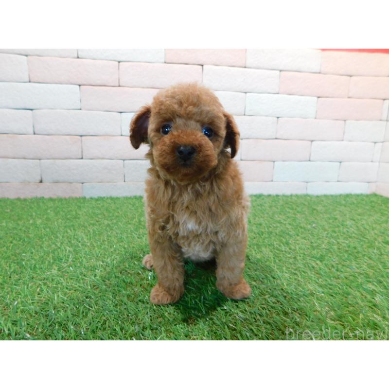 販売中の三重県のタイニープードル-421856の5枚目