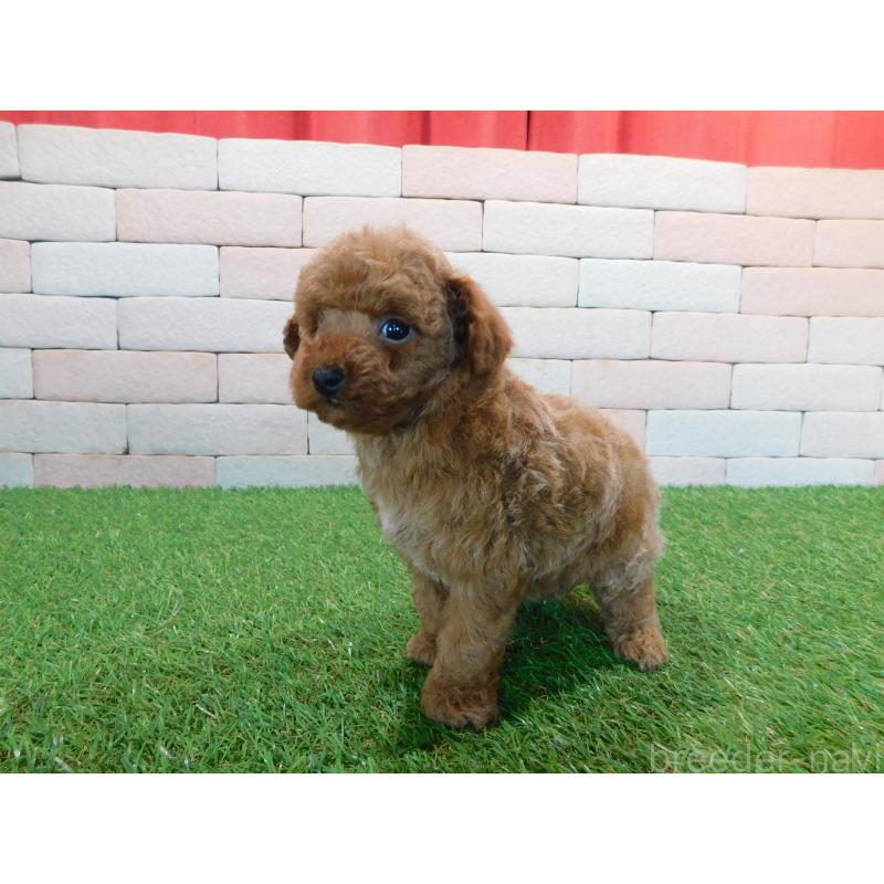 販売中の三重県のタイニープードル-421856の4枚目