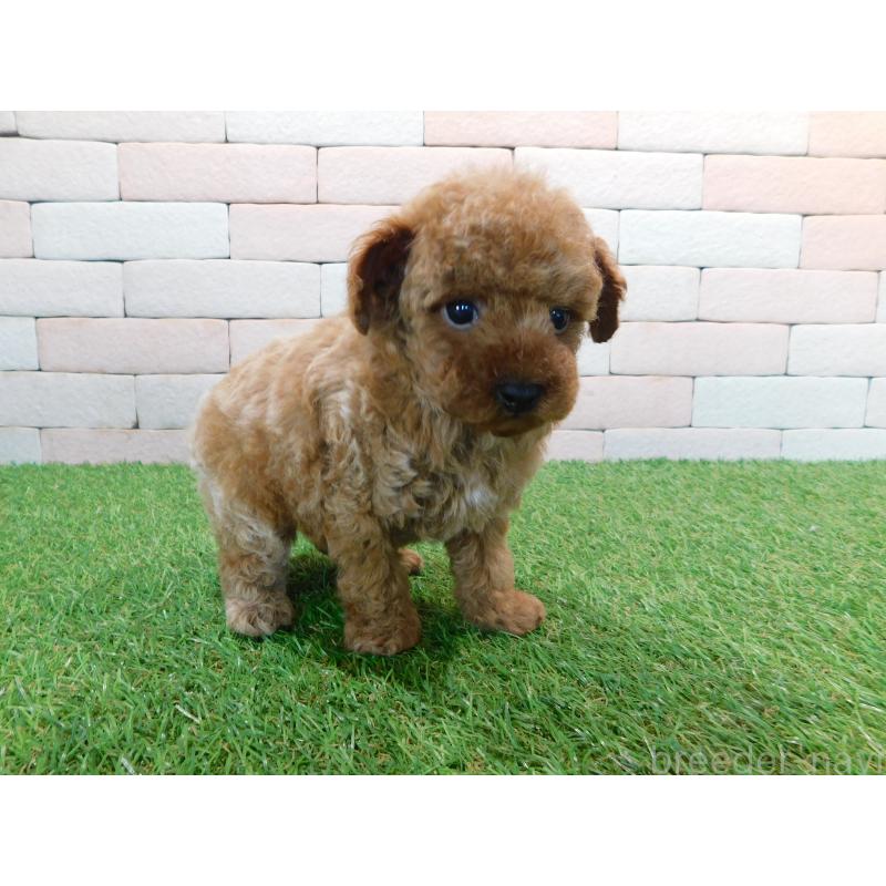 販売中の三重県のタイニープードル-421856の3枚目