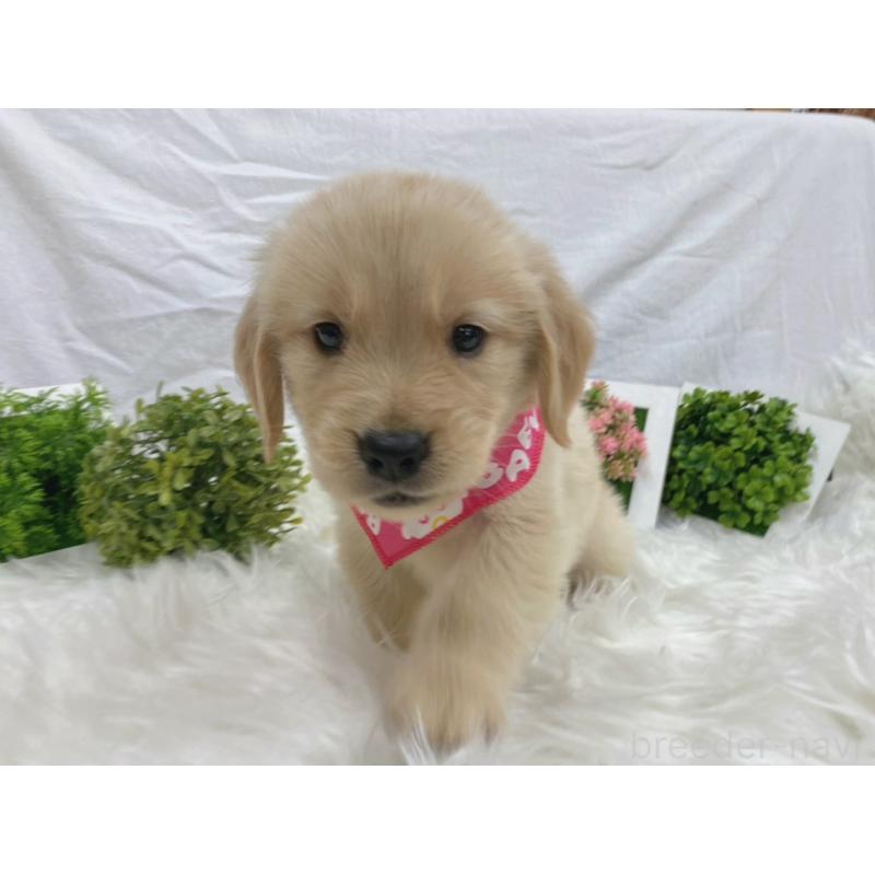 販売中の大阪府のゴールデンレトリーバー-423028の4枚目