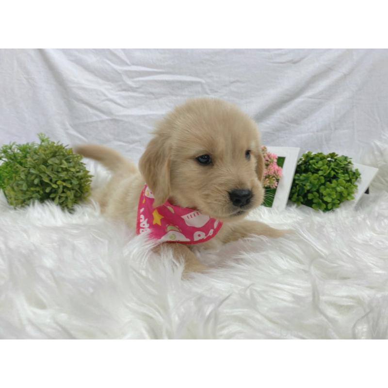 販売中の大阪府のゴールデンレトリーバー-423028の3枚目