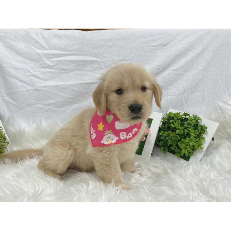 販売中の大阪府のゴールデンレトリーバー-423028の2枚目