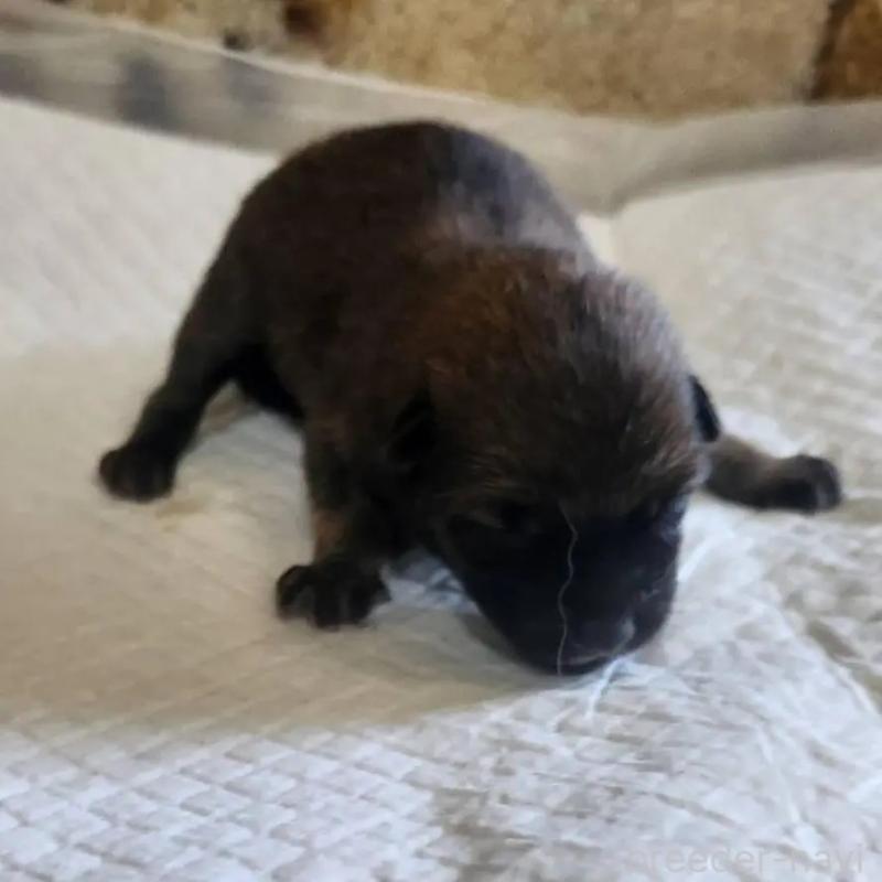 販売中の福岡県のミックス犬-423026の11枚目