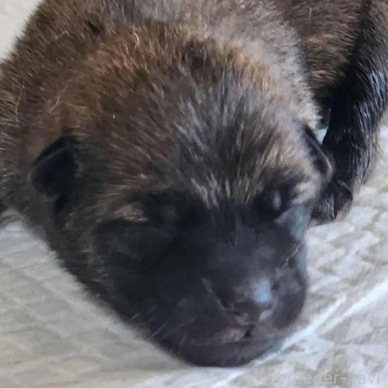 販売中の福岡県のミックス犬-423026の9枚目