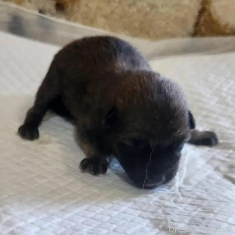 販売中の福岡県のミックス犬-423026の8枚目