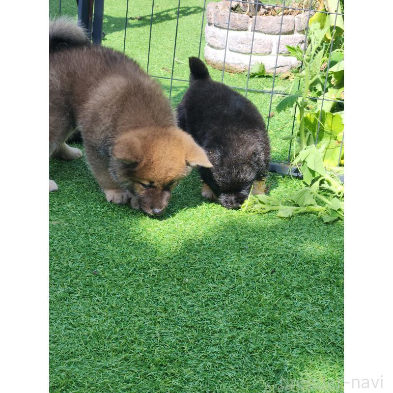 販売中の福岡県のミックス犬-423026の4枚目