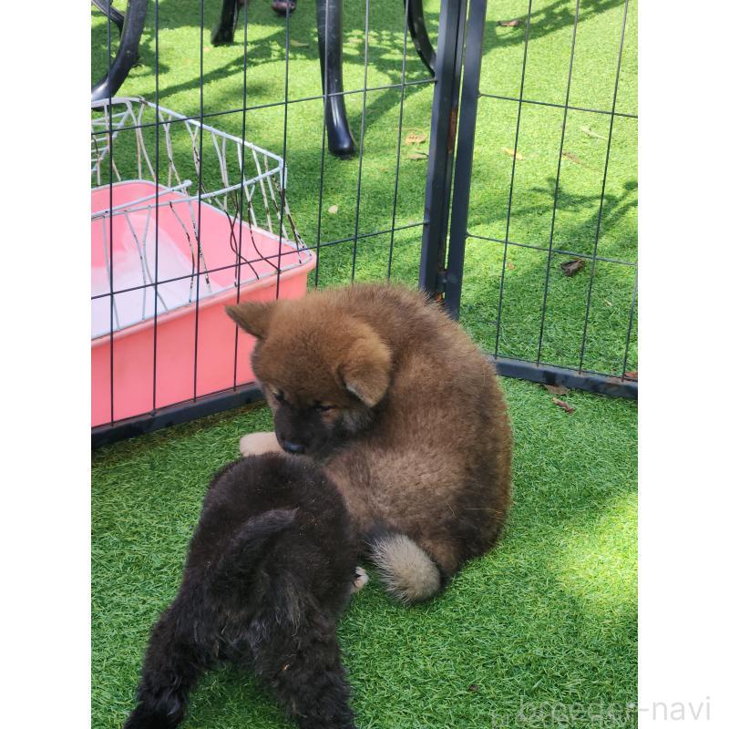 販売中の福岡県のミックス犬-423026の3枚目