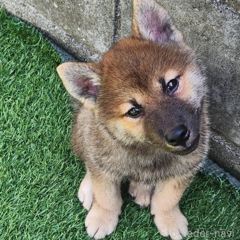 販売中の福岡県のミックス犬-423026の1枚目