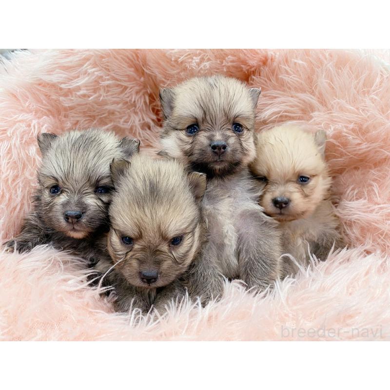 販売中の新潟県のポメラニアン-423029の3枚目