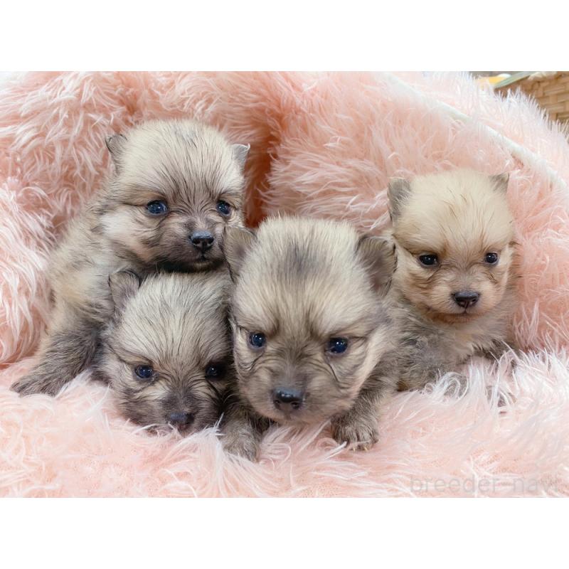 販売中の新潟県のポメラニアン-423029の2枚目