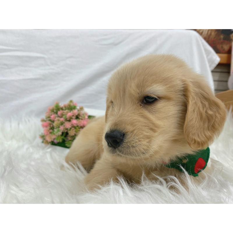 販売中の大阪府のゴールデンレトリーバー-423033の4枚目