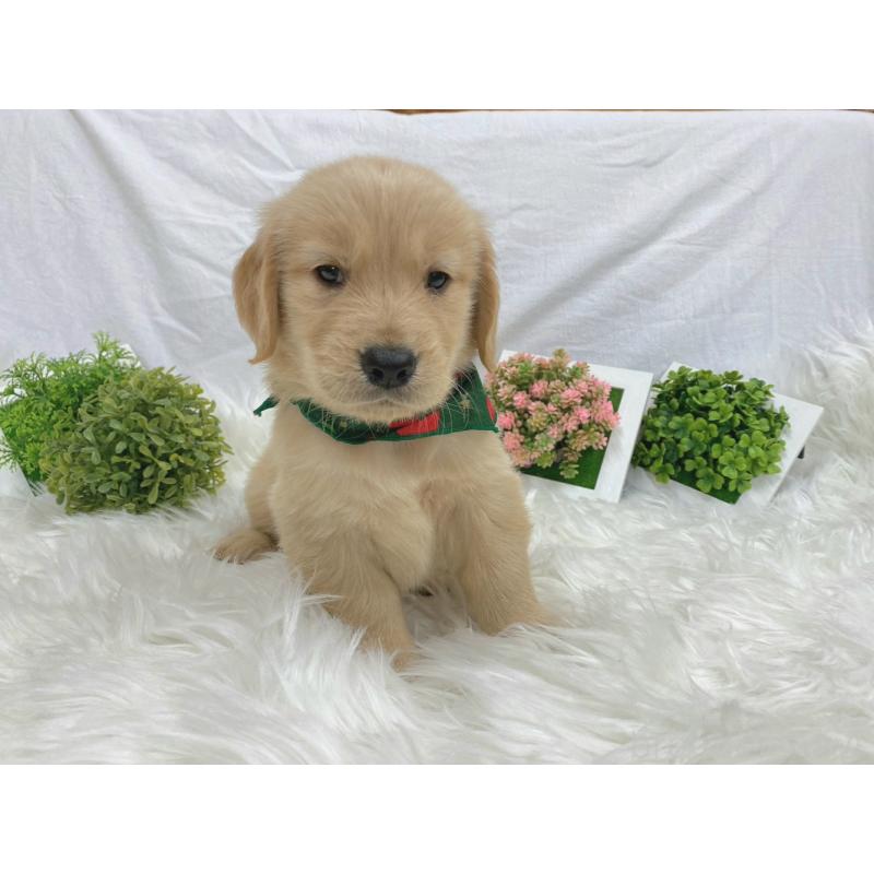 販売中の大阪府のゴールデンレトリーバー-423033の3枚目