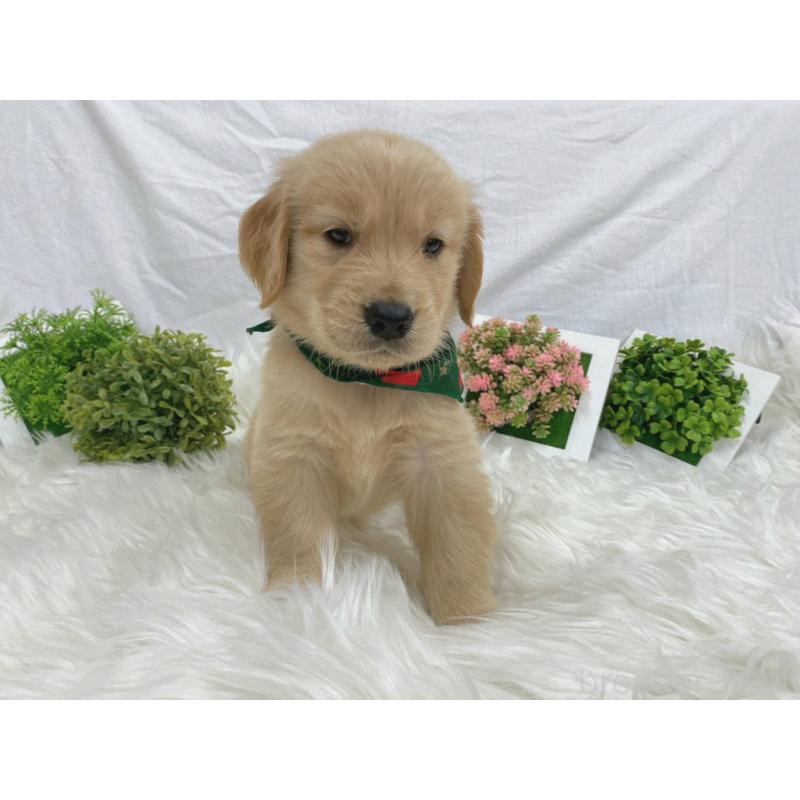 販売中の大阪府のゴールデンレトリーバー-423033の2枚目