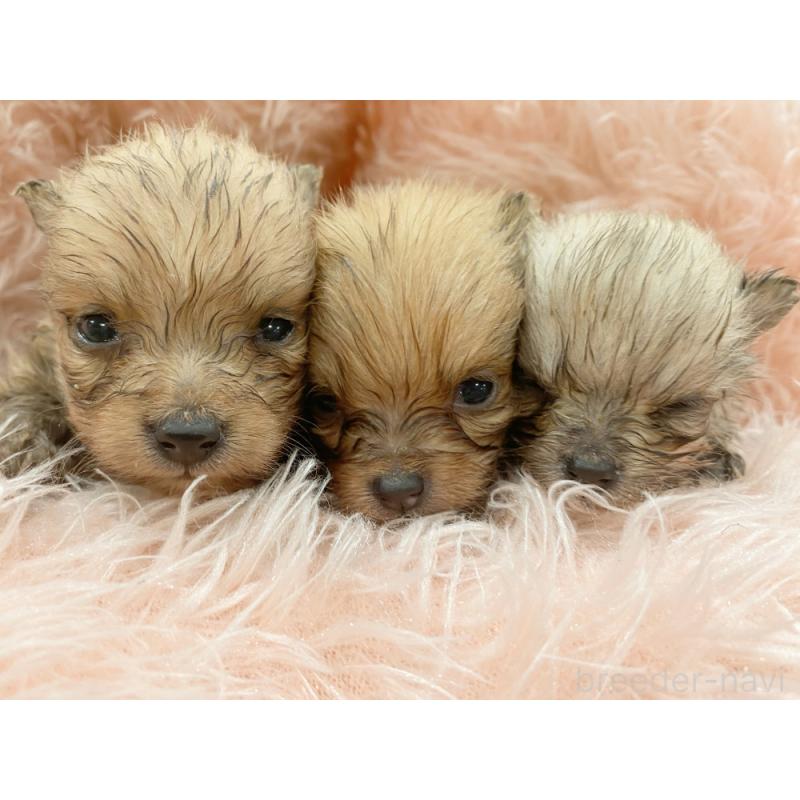 販売中の新潟県のポメラニアン-423031の3枚目