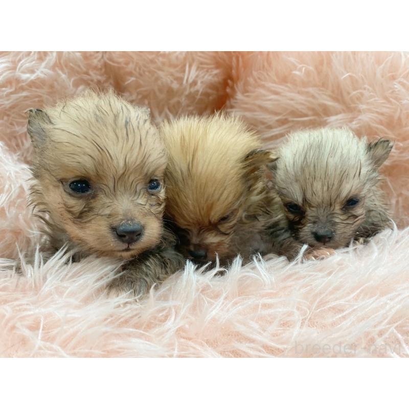 販売中の新潟県のポメラニアン-423031の2枚目