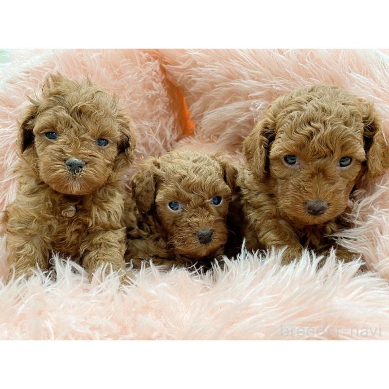 販売中の新潟県のトイプードル-423032の3枚目