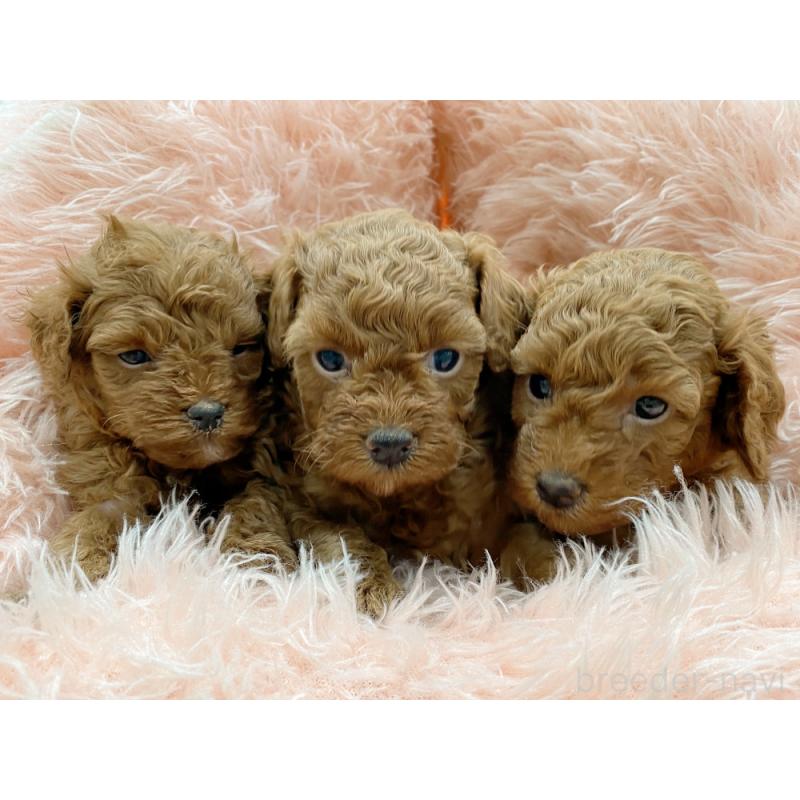 販売中の新潟県のトイプードル-423032の2枚目