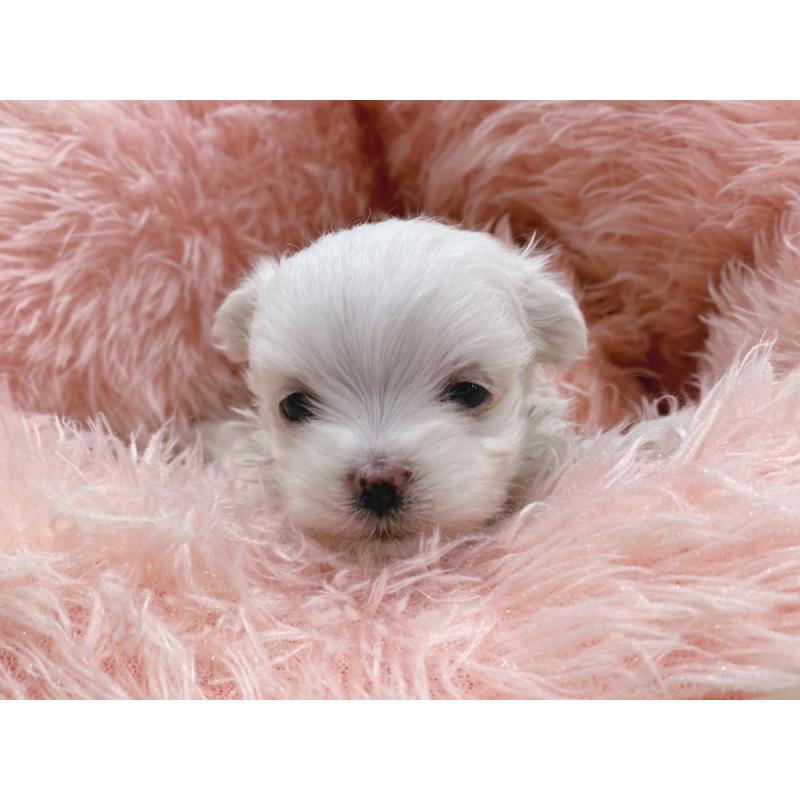 販売中の新潟県のマルチーズ-423035の3枚目