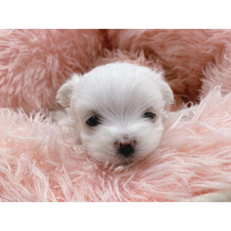 販売中の新潟県のマルチーズ-423035の2枚目