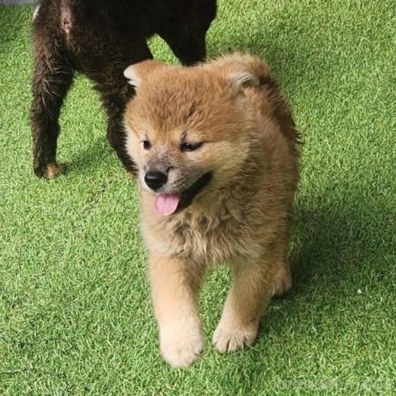 販売中の福岡県のミックス犬-423036の3枚目
