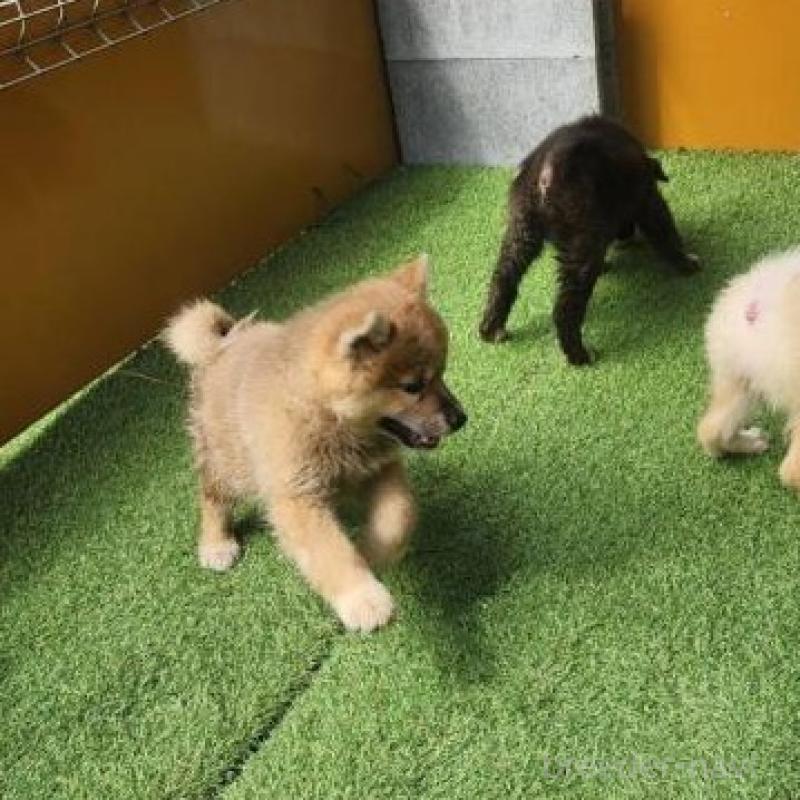 販売中の福岡県のミックス犬-423036の2枚目