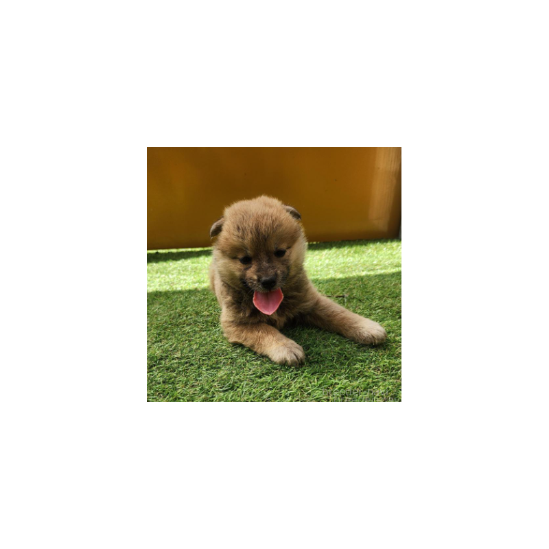 販売中の福岡県のミックス犬-423036