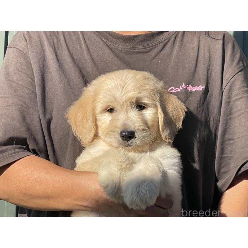 販売中の岐阜県のゴールデンドゥードル:ゴールデンレトリーバー×プードル-423037の1枚目