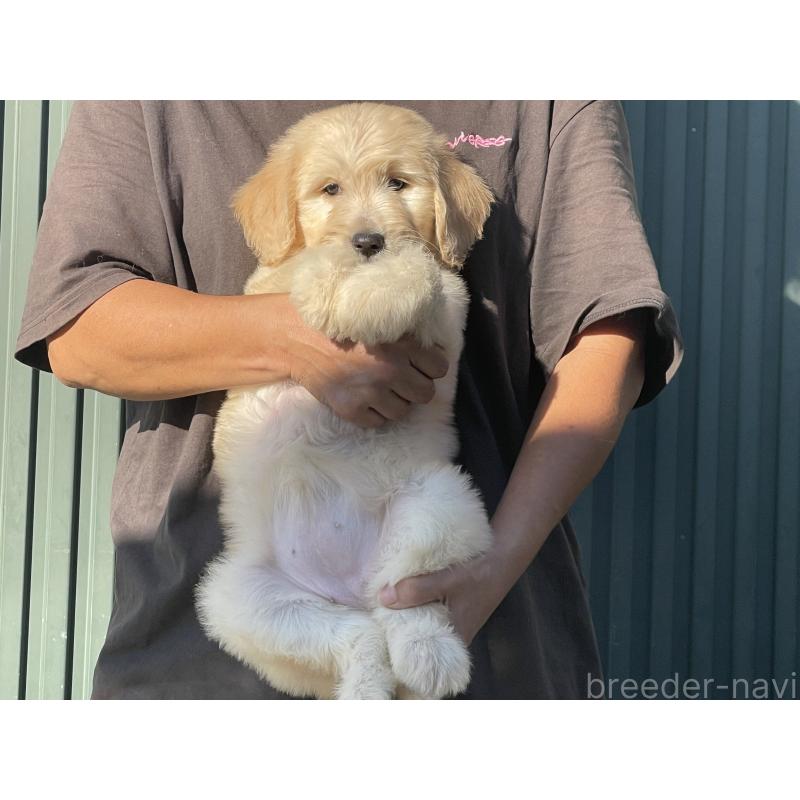 販売中の岐阜県のゴールデンドゥードル:ゴールデンレトリーバー×プードル-423037の6枚目