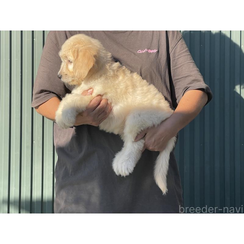 販売中の岐阜県のゴールデンドゥードル:ゴールデンレトリーバー×プードル-423037の5枚目