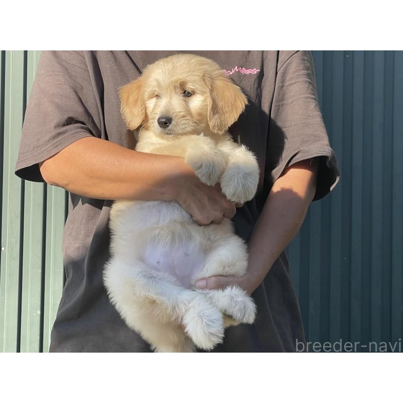 販売中の岐阜県のゴールデンドゥードル:ゴールデンレトリーバー×プードル-423037の3枚目