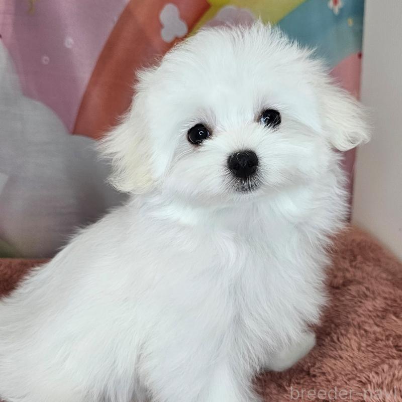 成約済の愛知県のマルチーズ-403487の3枚目