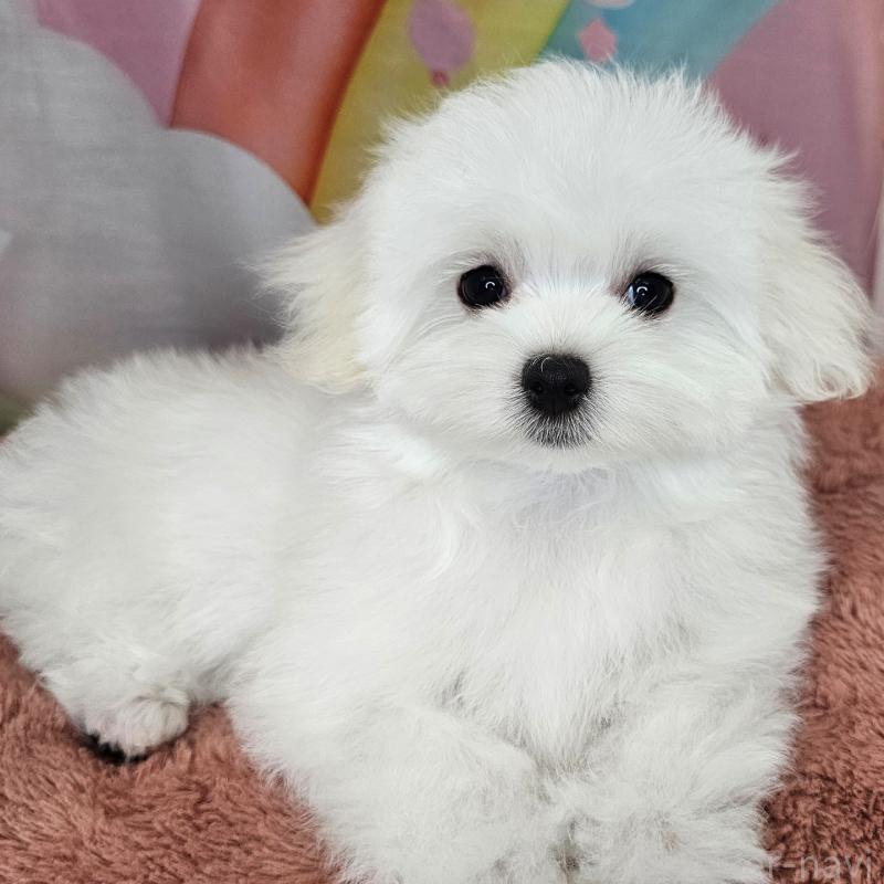 成約済の愛知県のマルチーズ-403487の2枚目