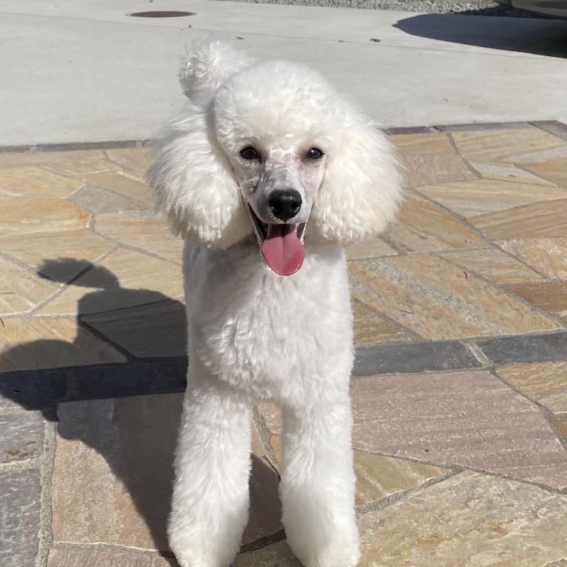 販売中の長野県のトイプードル-382870の1枚目