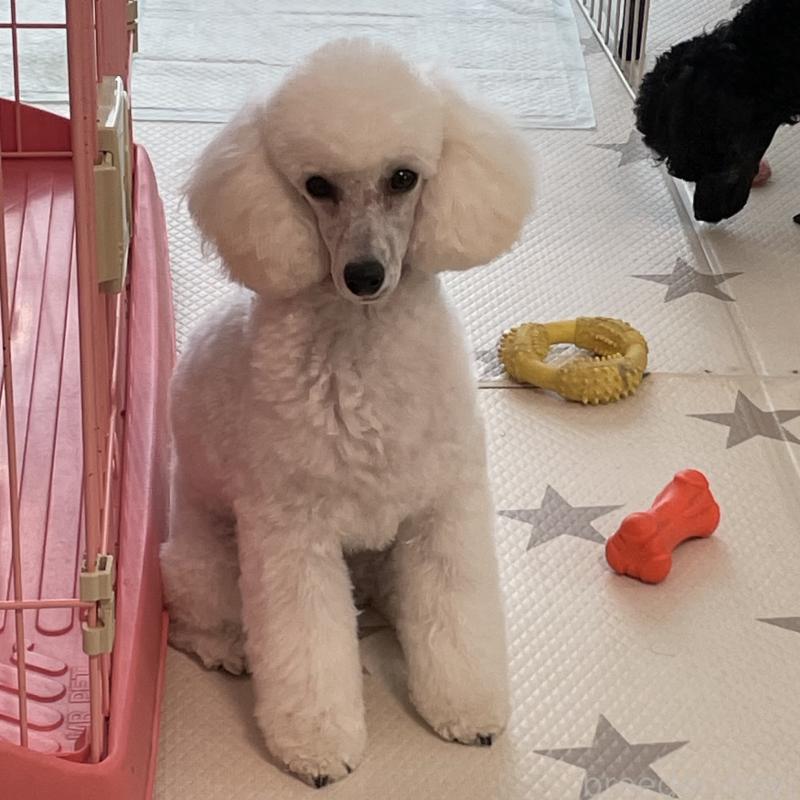 販売中の長野県のトイプードル-382870の2枚目