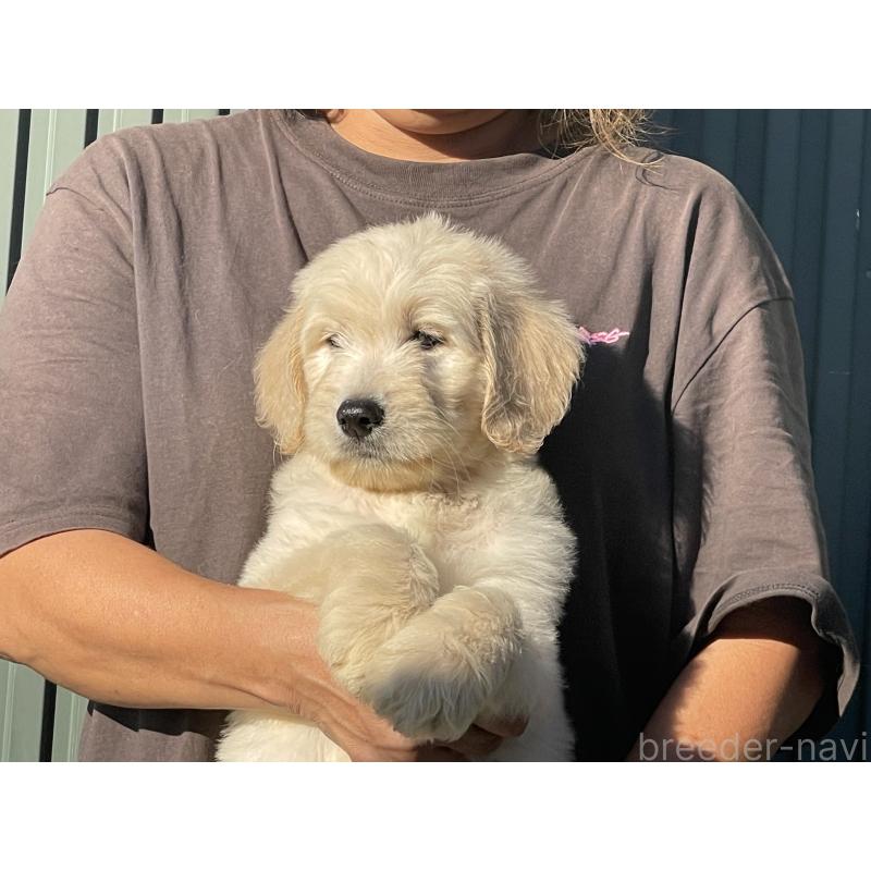 販売中の岐阜県のゴールデンドゥードル:ゴールデンレトリーバー×プードル-423039の8枚目