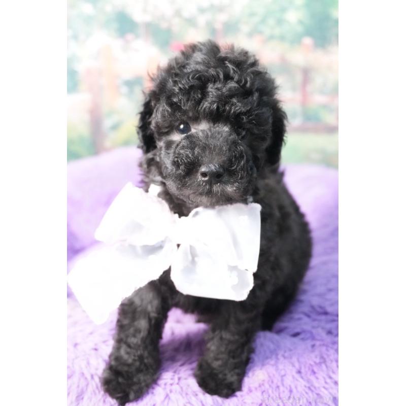 販売中の愛知県のトイプードル-423038の5枚目