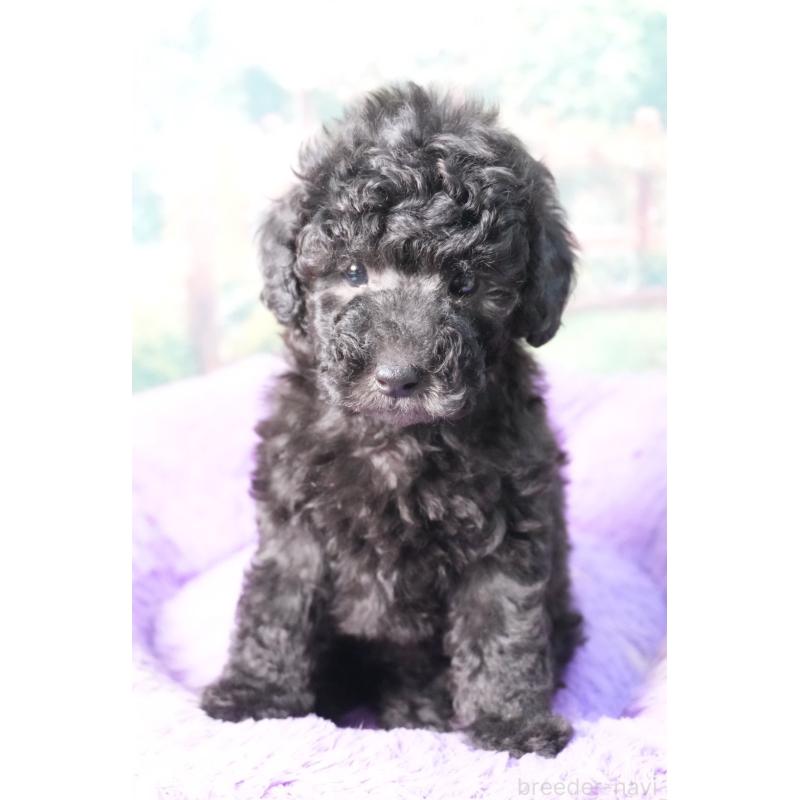 販売中の愛知県のトイプードル-423038の4枚目