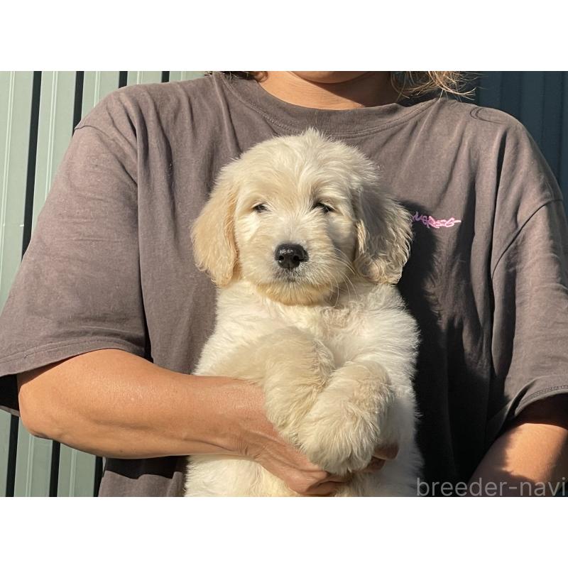 販売中の岐阜県のゴールデンドゥードル:ゴールデンレトリーバー×プードル-423039の7枚目