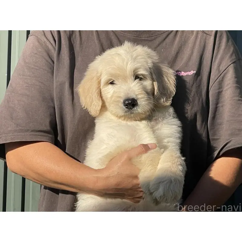 販売中の岐阜県のゴールデンドゥードル:ゴールデンレトリーバー×プードル-423039